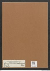 Campylodiscus crebrecostatus Grev. (de-Toni-Nr.: Genus 57, Species 2449) Zeichnungen Sammlung Grunow Mappe 02625 (Herbarium_W_Grunow_drawings_Folder_02625)